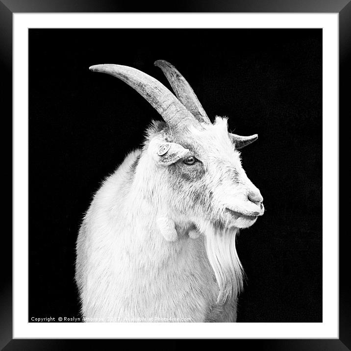 Photograph My Best Side Framed Mounted Print by Ros Ambrose