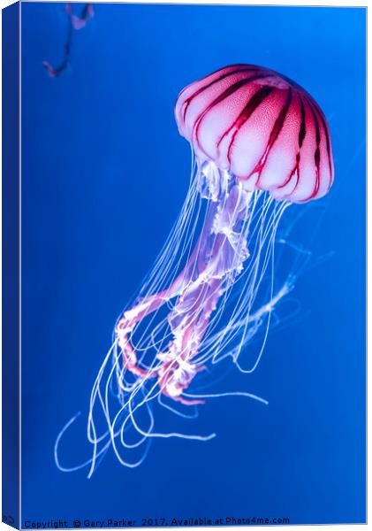 Pink Jellyfish in deep blue water Canvas Print by Gary Parker