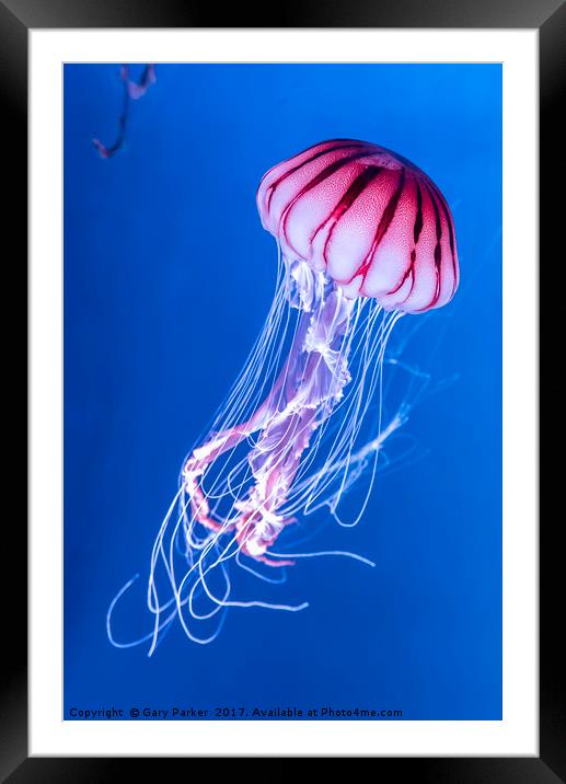 Pink Jellyfish in deep blue water Framed Mounted Print by Gary Parker