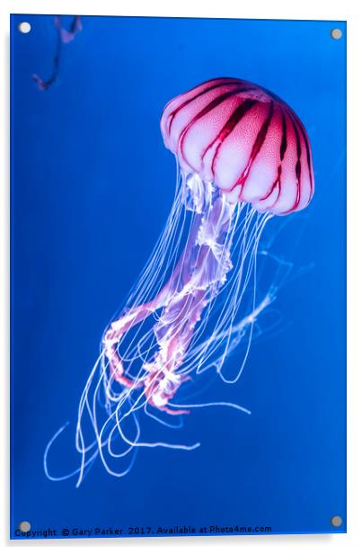 Pink Jellyfish in deep blue water Acrylic by Gary Parker
