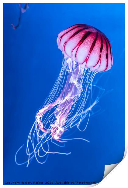 Pink Jellyfish in deep blue water Print by Gary Parker