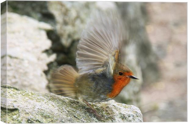 Robin flapping wings, slow motion Canvas Print by Linda More