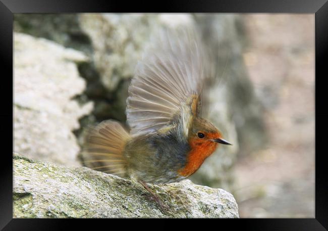 Robin flapping wings, slow motion Framed Print by Linda More