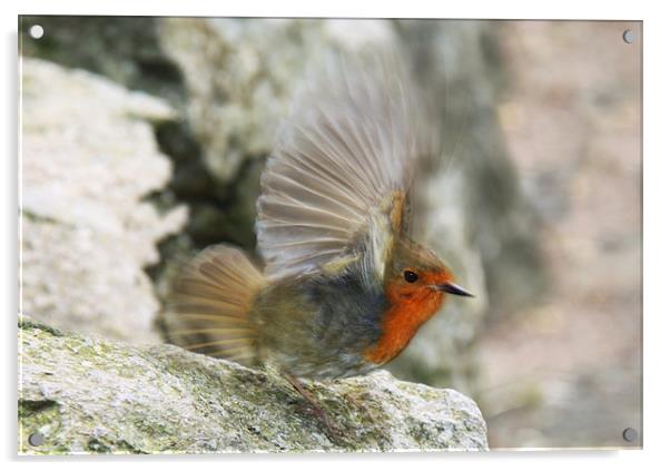 Robin flapping wings, slow motion Acrylic by Linda More