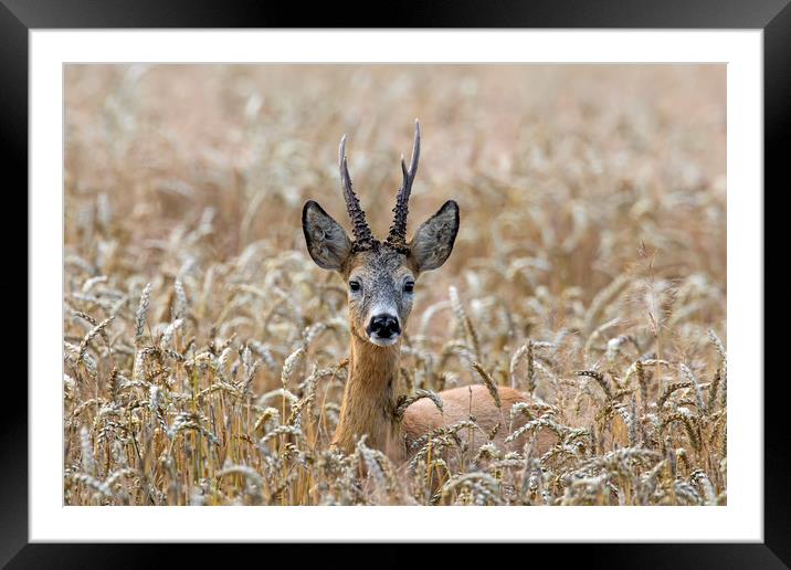 Roe Deer in Wheat Field Framed Mounted Print by Arterra 