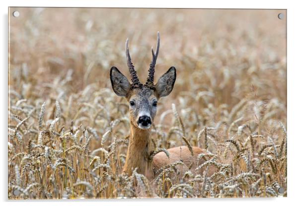 Roe Deer in Wheat Field Acrylic by Arterra 