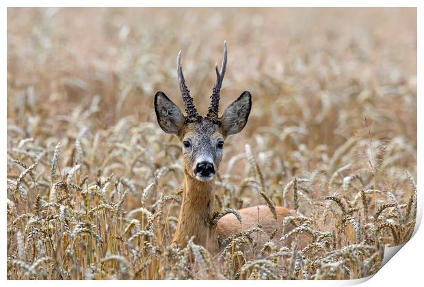 Roe Deer in Wheat Field Print by Arterra 