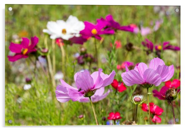 Colourful Wildflowers Acrylic by Arterra 