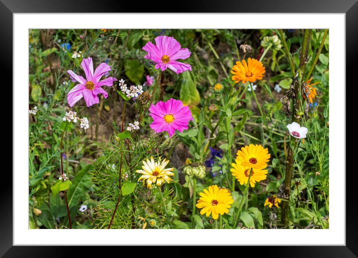 Colorful Flowers in Field Framed Mounted Print by Arterra 