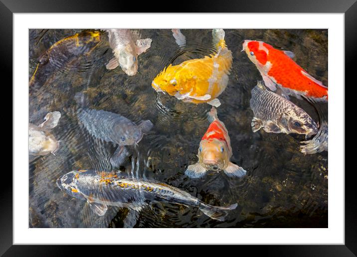 Colourful Koi Fish Framed Mounted Print by Arterra 