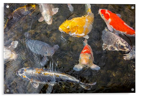 Colourful Koi Fish Acrylic by Arterra 