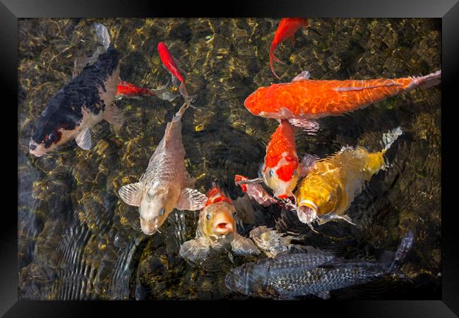 Colourful Koi Fishes Framed Print by Arterra 