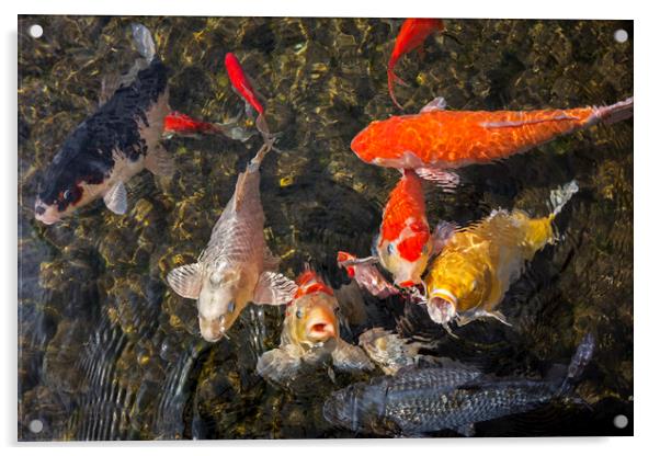 Colourful Koi Fishes Acrylic by Arterra 