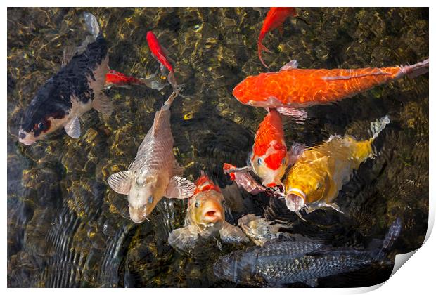 Colourful Koi Fishes Print by Arterra 