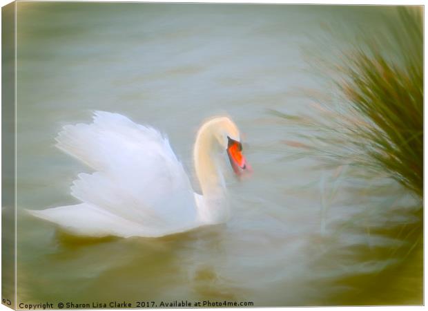Soft swan lake Canvas Print by Sharon Lisa Clarke