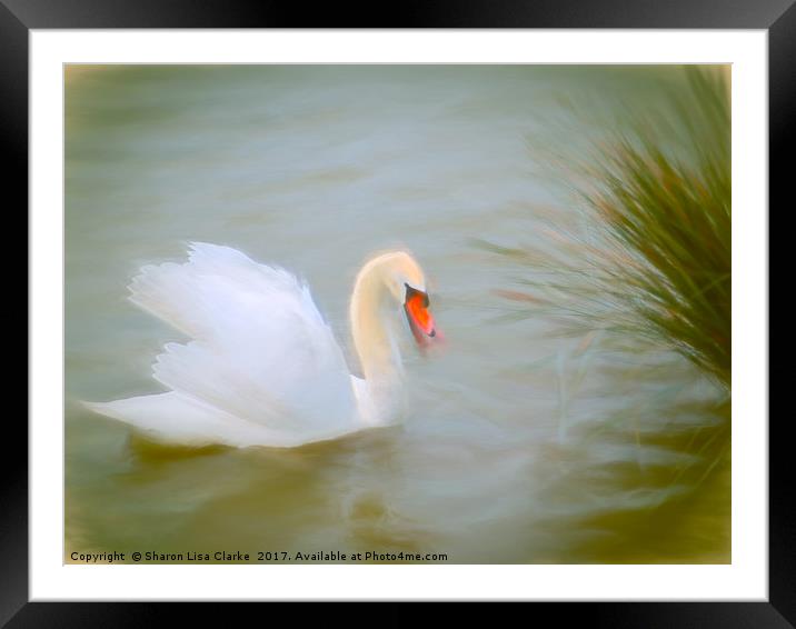 Soft swan lake Framed Mounted Print by Sharon Lisa Clarke