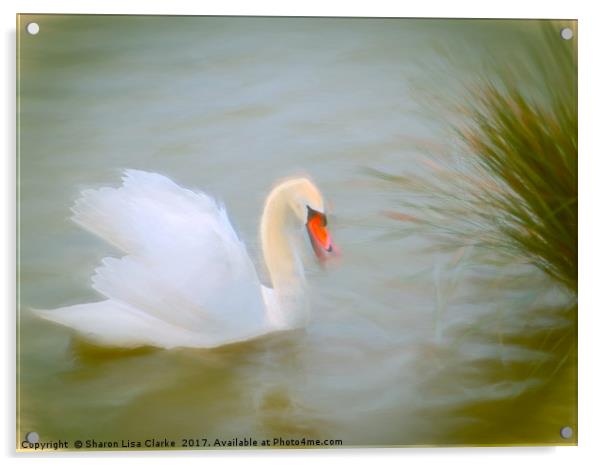 Soft swan lake Acrylic by Sharon Lisa Clarke