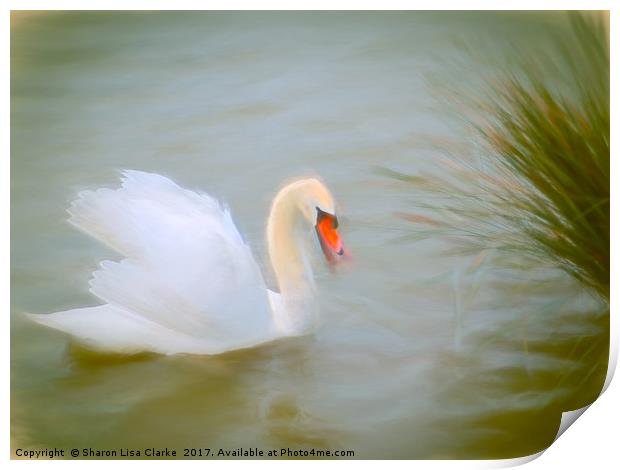 Soft swan lake Print by Sharon Lisa Clarke
