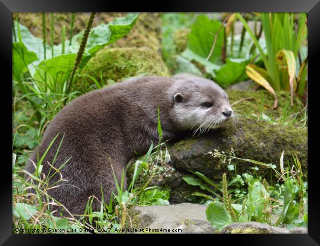 Cute otter Framed Print by Sharon Lisa Clarke