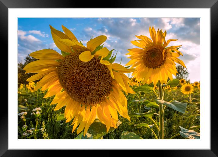 Sunflowers Framed Mounted Print by Tony Bates