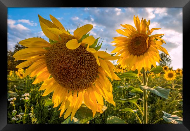 Sunflowers Framed Print by Tony Bates