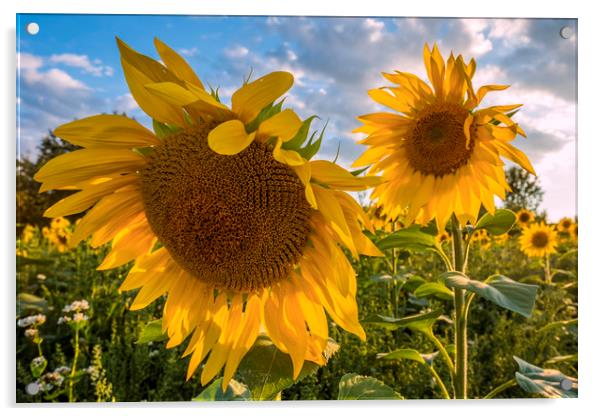 Sunflowers Acrylic by Tony Bates