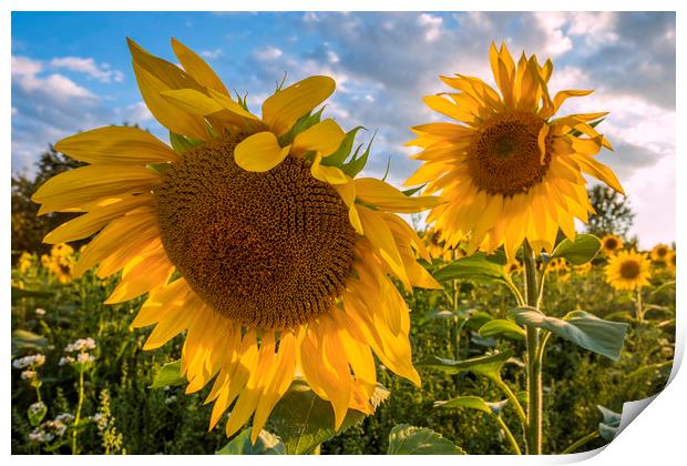 Sunflowers Print by Tony Bates