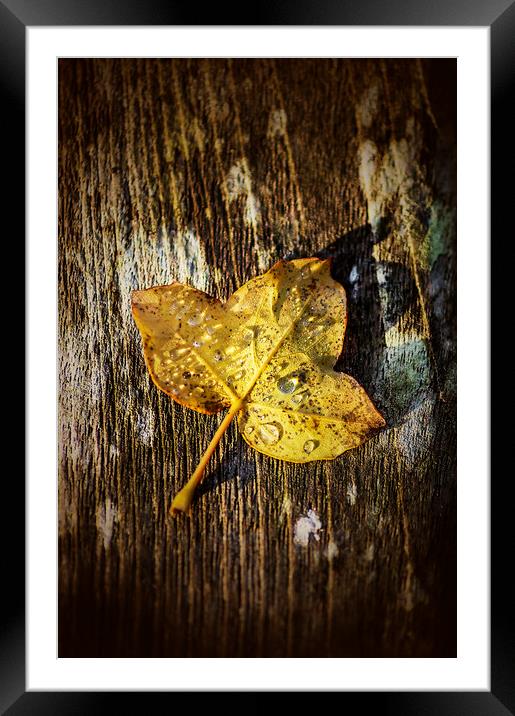 Autumn leaf Framed Mounted Print by Gary Schulze
