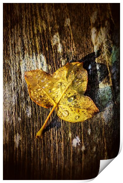 Autumn leaf Print by Gary Schulze