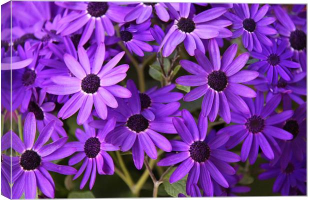 Purple daisies Canvas Print by Linda More