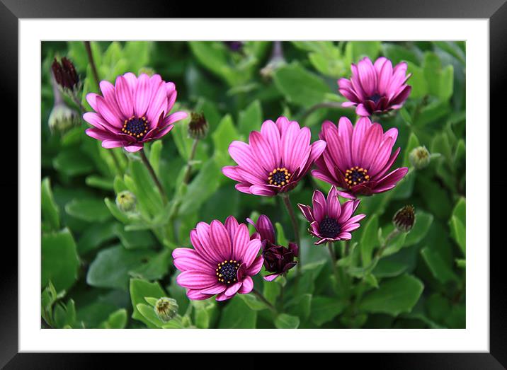 Deep pink daisies, osteospermum Framed Mounted Print by Linda More