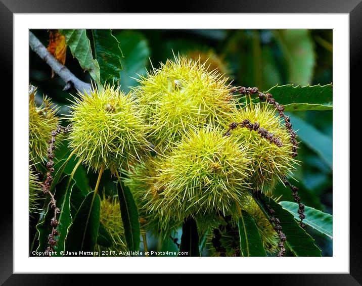   Chestnuts           Framed Mounted Print by Jane Metters