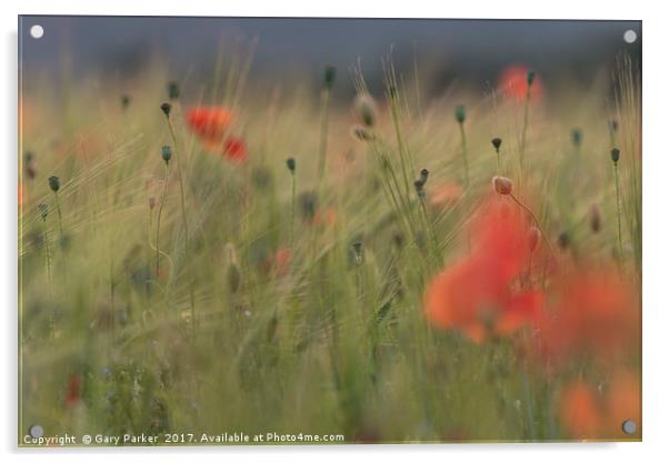 Red wild poppies in a green field  Acrylic by Gary Parker