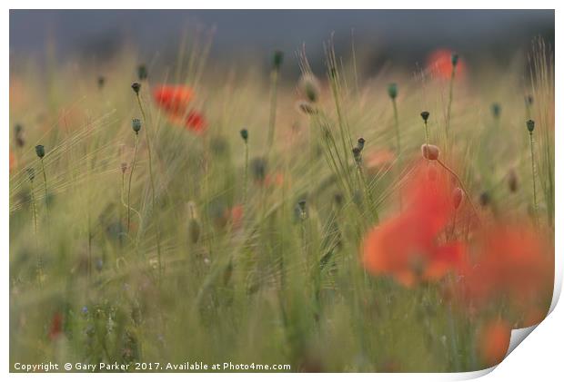 Red wild poppies in a green field  Print by Gary Parker