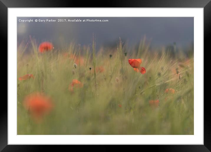 Red wild poppies in a green field  Framed Mounted Print by Gary Parker