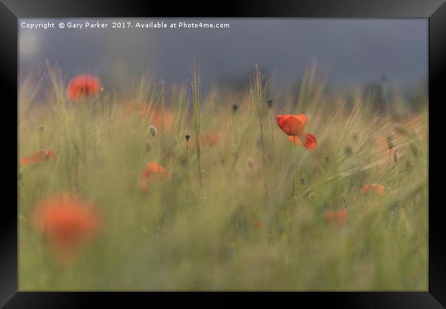 Red wild poppies in a green field  Framed Print by Gary Parker