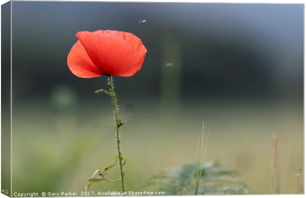 Closeup of single poppy flower in field of grass.  Canvas Print by Gary Parker