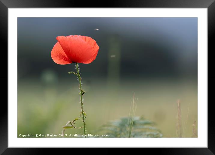 Closeup of single poppy flower in field of grass.  Framed Mounted Print by Gary Parker