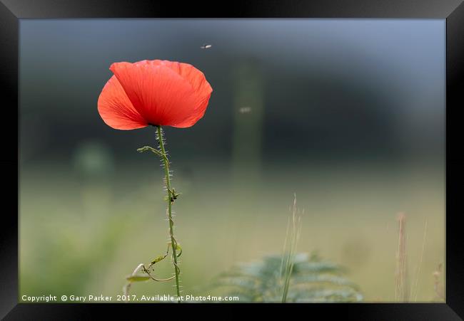 Closeup of single poppy flower in field of grass.  Framed Print by Gary Parker