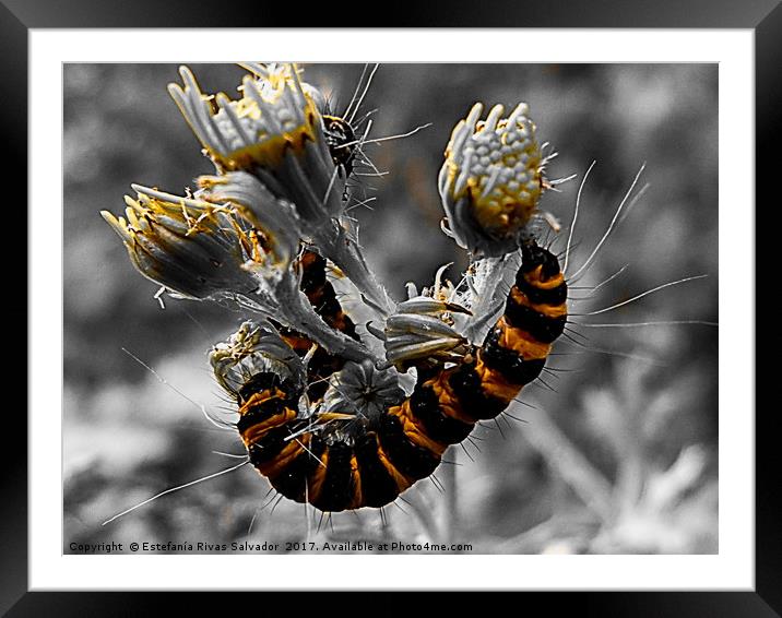 Yellow and black caterpillar Framed Mounted Print by Estefanía Rivas Salvador