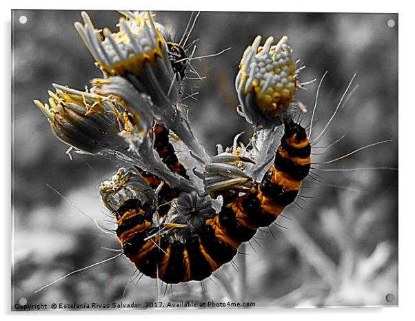 Yellow and black caterpillar Acrylic by Estefanía Rivas Salvador