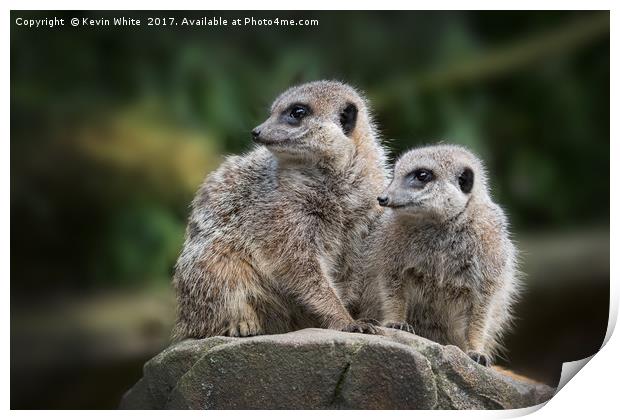 Meerkats sharing guard duty Print by Kevin White
