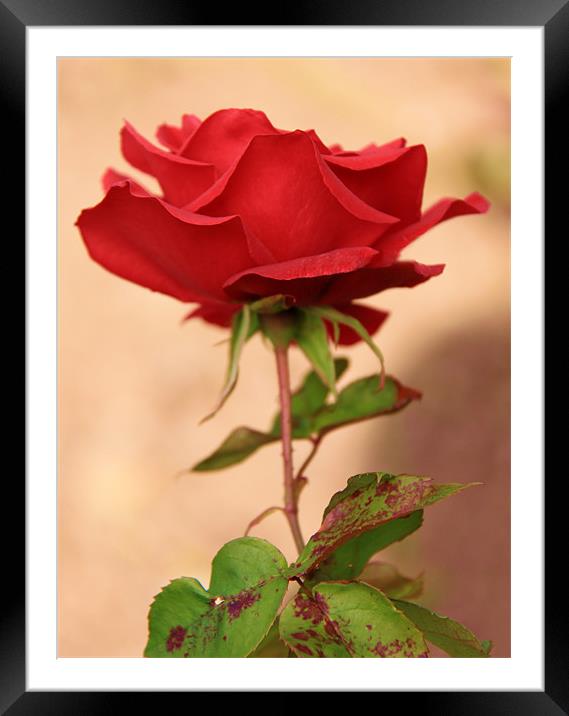 Red Rose Framed Mounted Print by Linda More