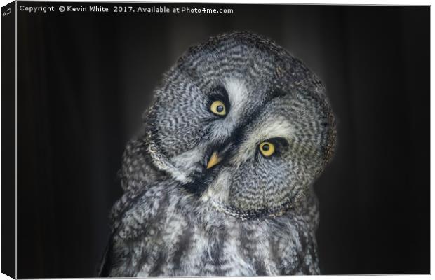 Great Grey Owl Canvas Print by Kevin White