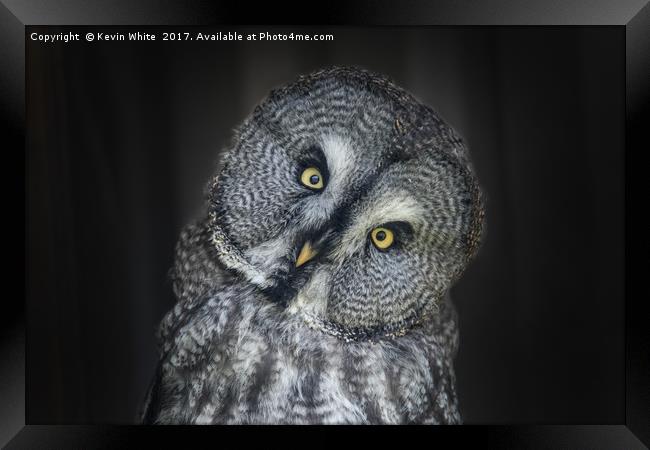 Great Grey Owl Framed Print by Kevin White