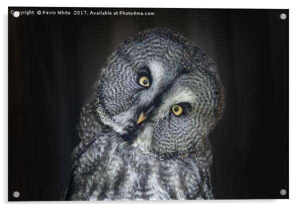 Great Grey Owl Acrylic by Kevin White