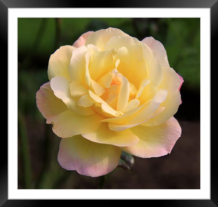 Yellow Rose Framed Mounted Print by Linda More