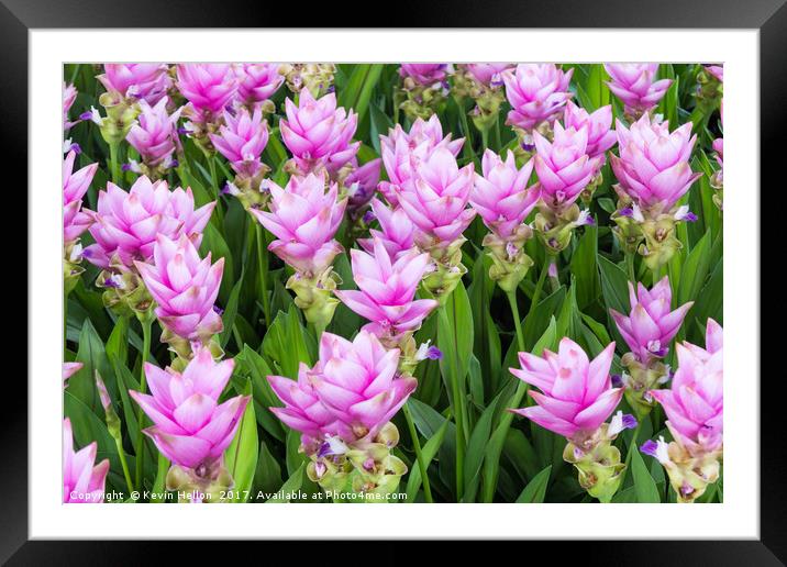 Rose pink curcuma hybrid Framed Mounted Print by Kevin Hellon