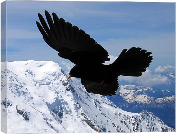 Alpine Chough flying in the French alps Canvas Print by Linda More
