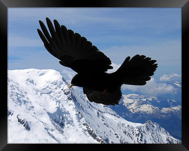 Alpine Chough flying in the French alps Framed Print by Linda More